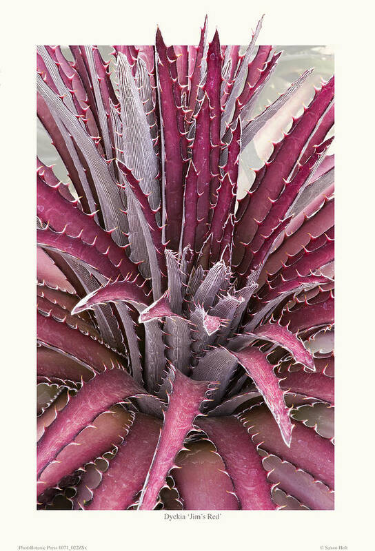 Succulents Poster featuring the photograph Dyckia 'Jim's Red' by Saxon Holt