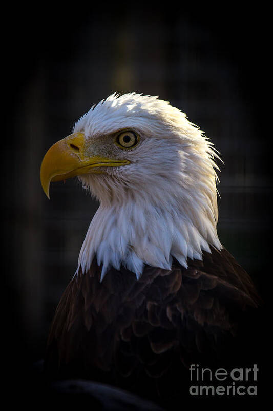 Eagles Poster featuring the photograph Eagle 1 by Jim McCain