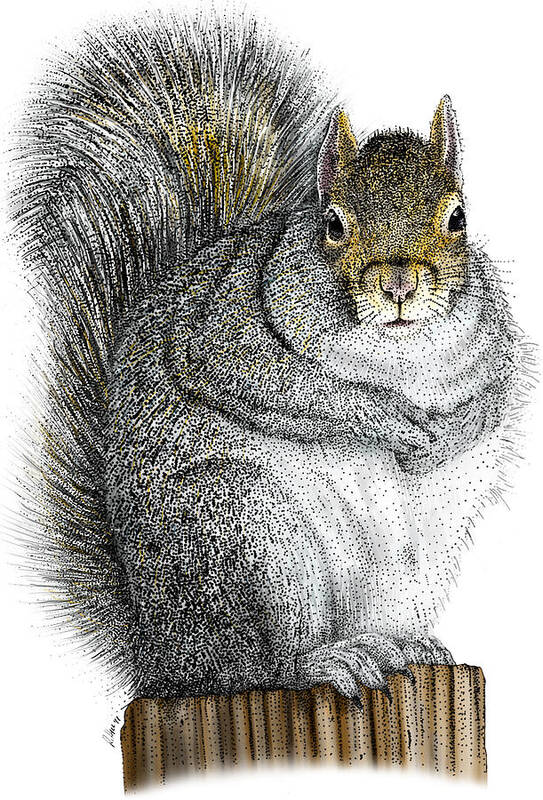 Illustration Poster featuring the photograph Eastern Gray Squirrel by Roger Hall