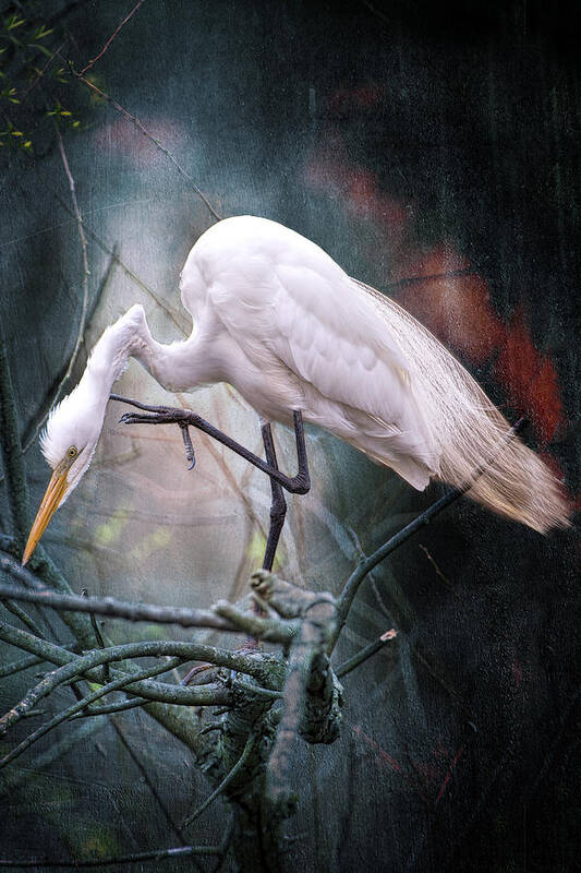 Great White Egret Poster featuring the photograph Egret at Avery Island by Bonnie Barry