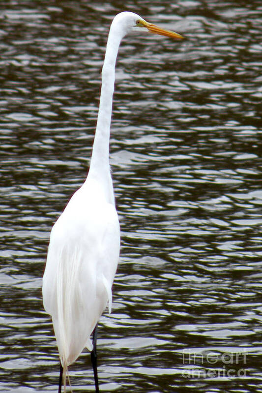 Egrets Poster featuring the photograph Egret On Guard by Kathy White