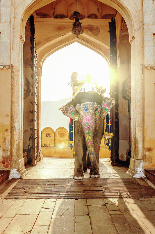 Working Animal Poster featuring the photograph Elephant At Amber Palace Jaipur,india by Mlenny