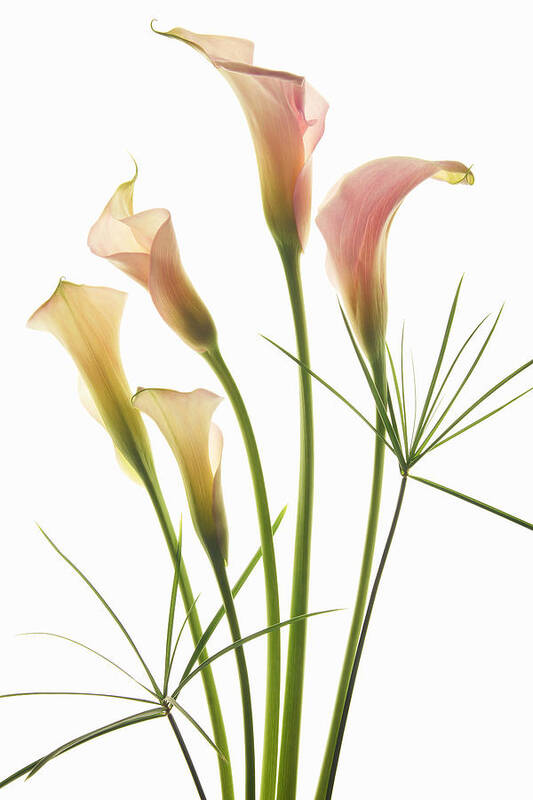 Calla Lilies Poster featuring the photograph Elongated Elegance by Leda Robertson