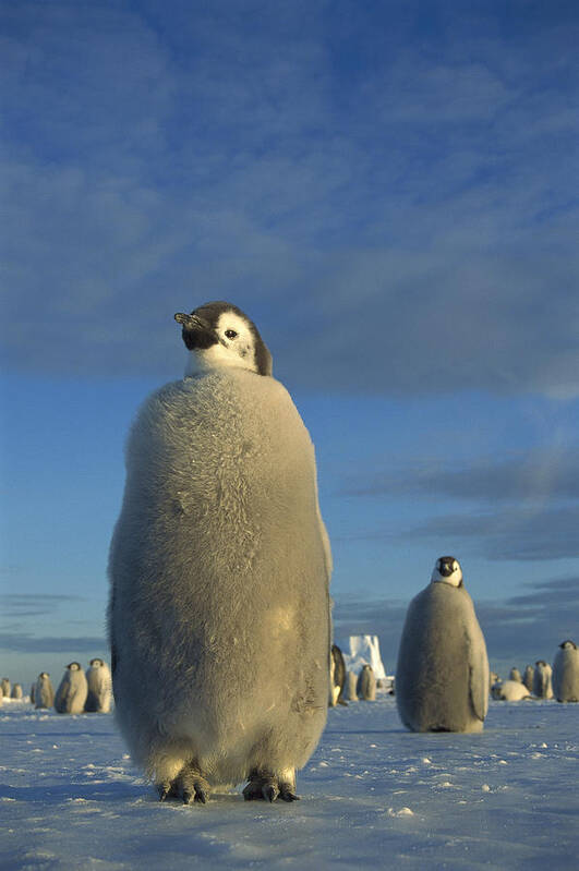 Feb0514 Poster featuring the photograph Emperor Penguin Chick At Midnight by Tui De Roy