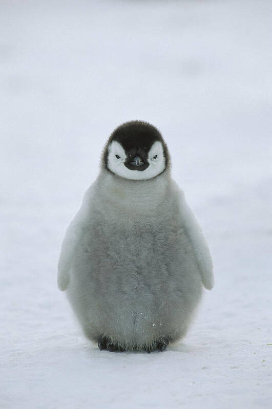 Feb0514 Poster featuring the photograph Emperor Penguin Chick Portrait by Konrad Wothe
