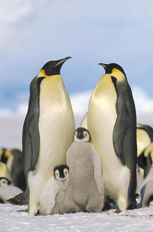 Feb0514 Poster featuring the photograph Emperor Penguin Parents With Chicks by Konrad Wothe