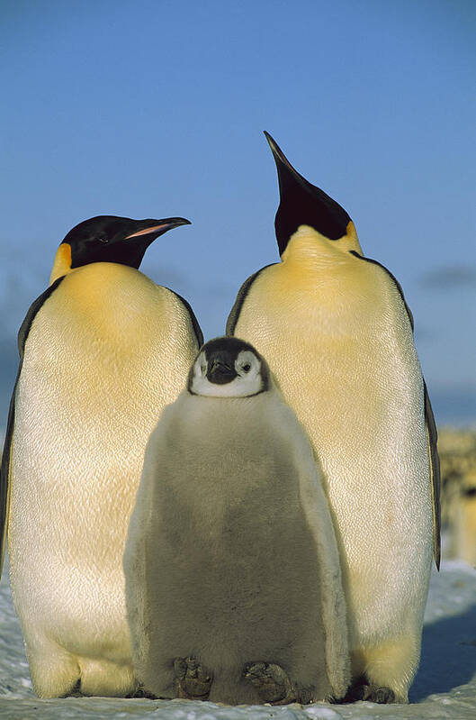 Feb0514 Poster featuring the photograph Emperor Penguins With Chick Weddell Sea by Pete Oxford