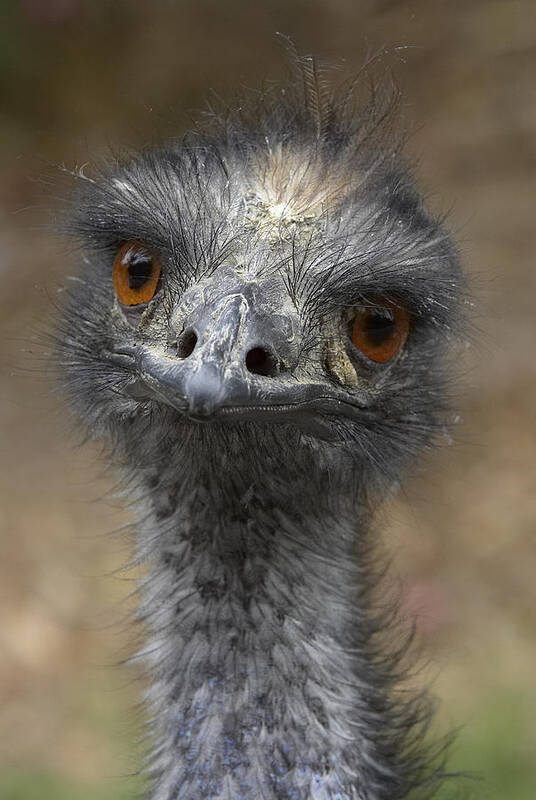 Feb0514 Poster featuring the photograph Emu Portrait by San Diego Zoo