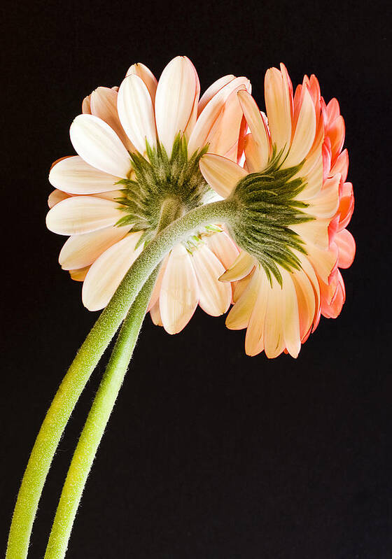 Gerbera Poster featuring the photograph Entwined by Diane Fifield