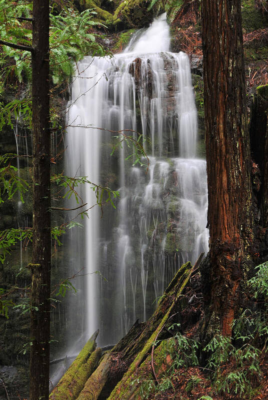 Redwoods Poster featuring the photograph Ephemeral Falls Tributary To Gazos Creek - Santa Cruz Mountains by Scott Lenhart
