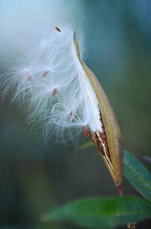 Milkweed Pod Poster featuring the photograph Ethereal Pod 2 by Fraida Gutovich