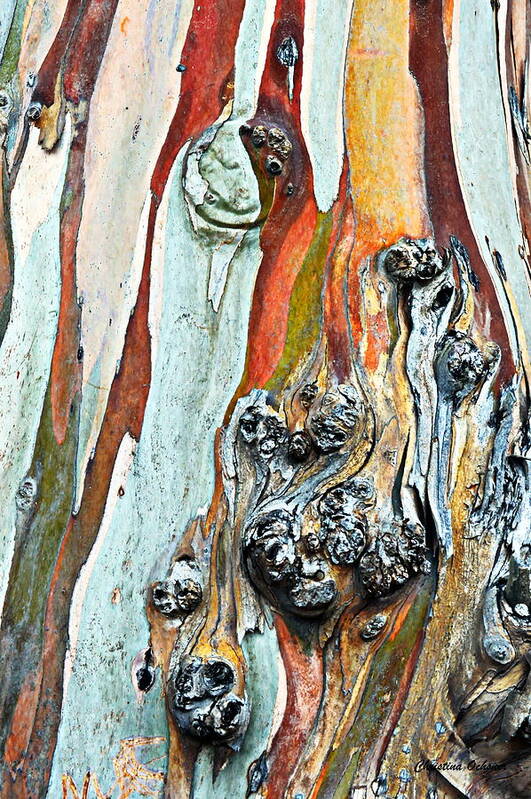 Eucalyptus Tree Poster featuring the photograph Eucalyptus Tree by Christina Ochsner