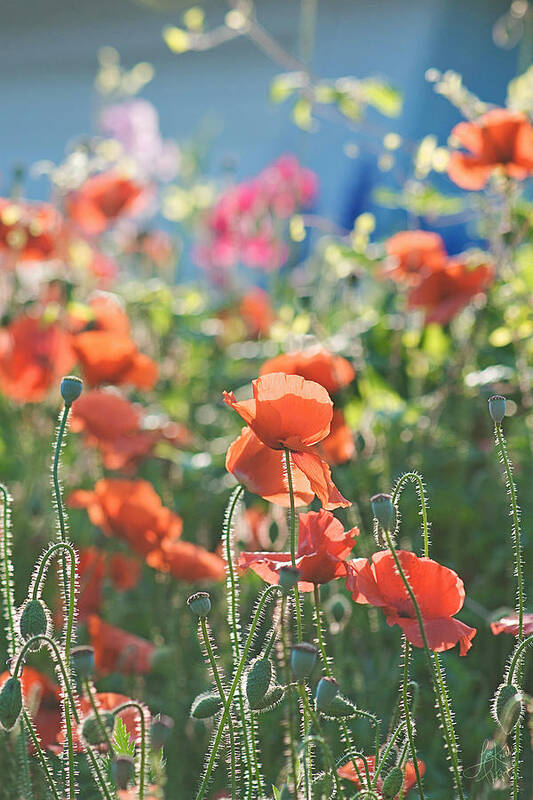 Poppies Poster featuring the photograph Evening Lights the Poppies by Lisa Knechtel