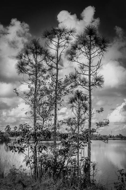 Everglades Poster featuring the photograph Everglades 0336BW by Rudy Umans
