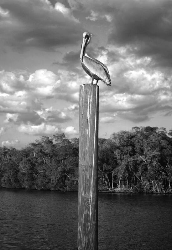 Everglades Poster featuring the photograph Everglades Pelican by Timothy Lowry