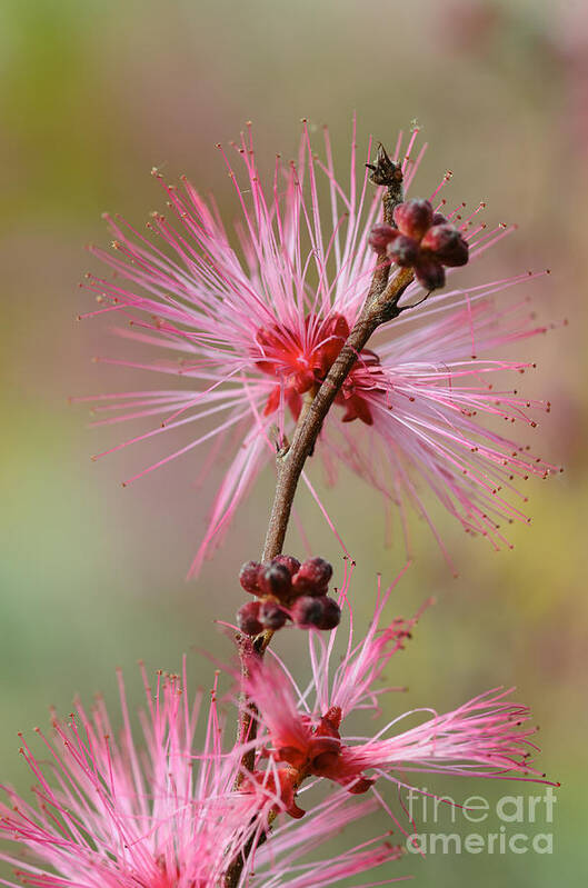 Fairy Duster Poster featuring the photograph Fairy Duster by Tamara Becker