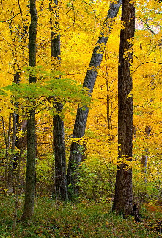 Landscape Poster featuring the photograph Fall Color by Virginia Folkman