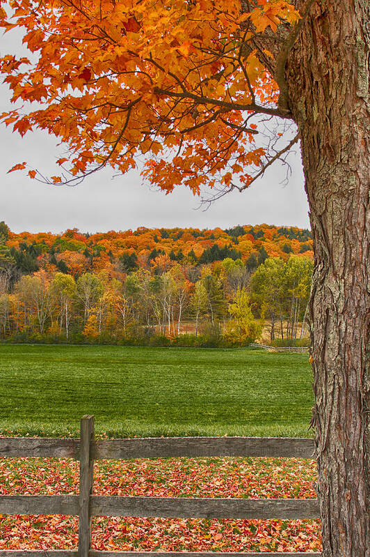 Green Mountain Horse Association Poster featuring the photograph Fall Glow by Nathan Larson