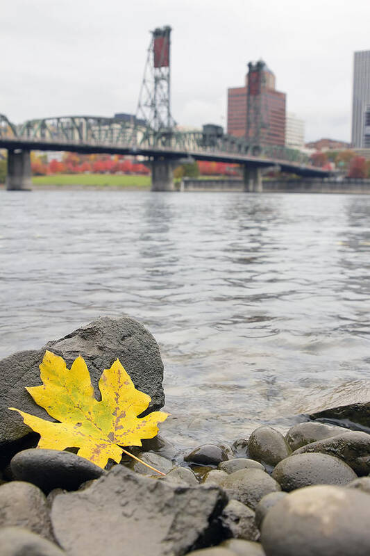 Fall Poster featuring the photograph Fall Season Along Willamette River Portland Oregon by David Gn
