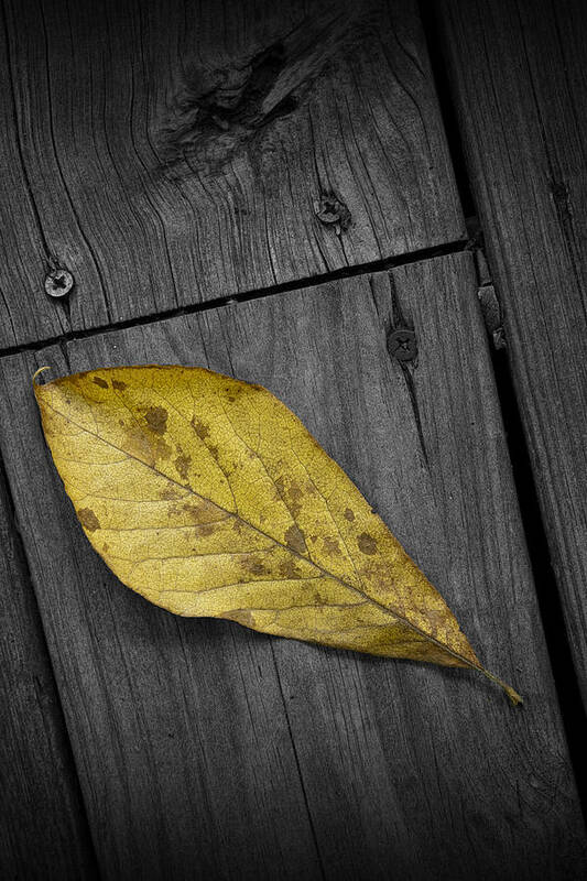 Art Poster featuring the photograph Fallen Magnolia leaf on a Gray Deck by Randall Nyhof