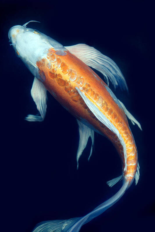 Koi Poster featuring the photograph Fantail Koi 2 by Rebecca Cozart