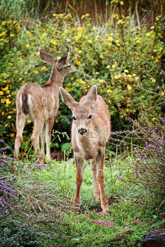 Fawns Poster featuring the photograph Fawns Eating Flowers by Peggy Collins