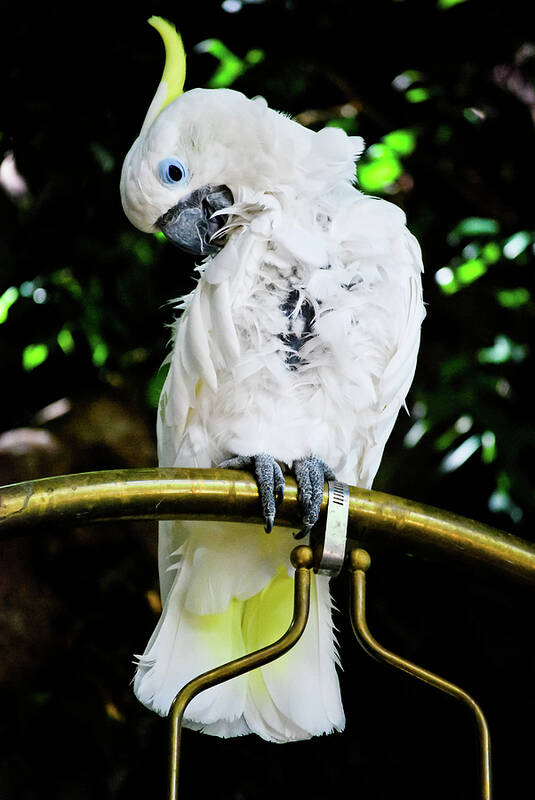 Blue Eyed Cockatoo Poster featuring the photograph Feathered Friend by Christi Kraft