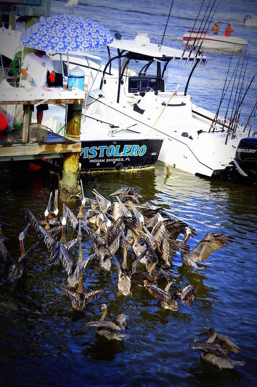Johns Pass Poster featuring the photograph Feeding Frenzy by Laurie Perry