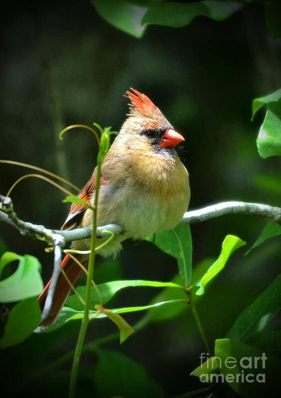 Cardinal Poster featuring the photograph Female Cardinal Sitting Pretty by Kathy Baccari