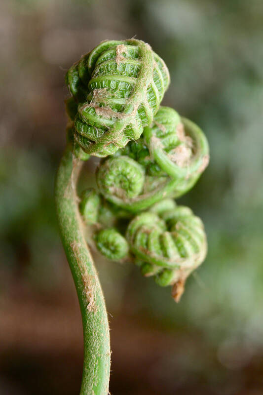 Fern Bud Poster featuring the photograph Fern Bud by Venetia Featherstone-Witty