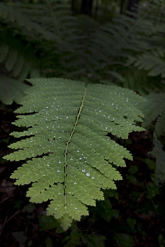 Fern Poster featuring the photograph Fern In The Dark by Lindsey Weimer