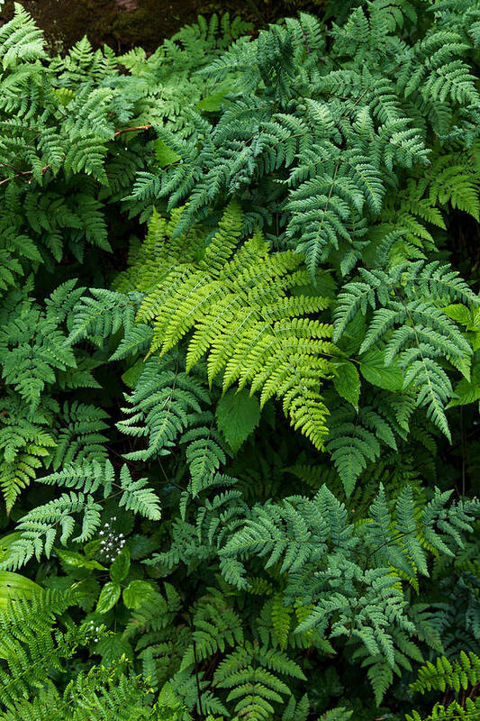 Woods Poster featuring the photograph Fern Tapestry by Kathleen Bishop