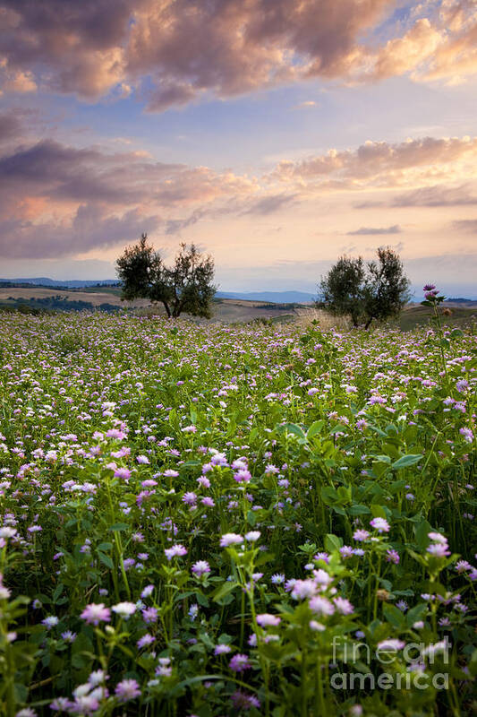 Tuscany Poster featuring the photograph Field of wildflowers by Brian Jannsen