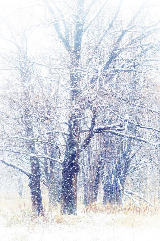 Snow Poster featuring the photograph First Snow. Dreamy Wonderland by Jenny Rainbow