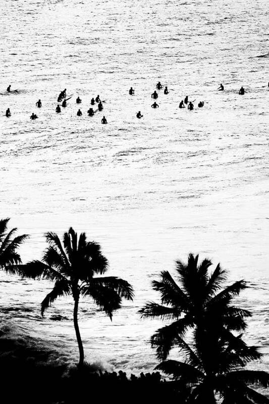 Black And White Poster featuring the photograph Fisher Palms by Sean Davey