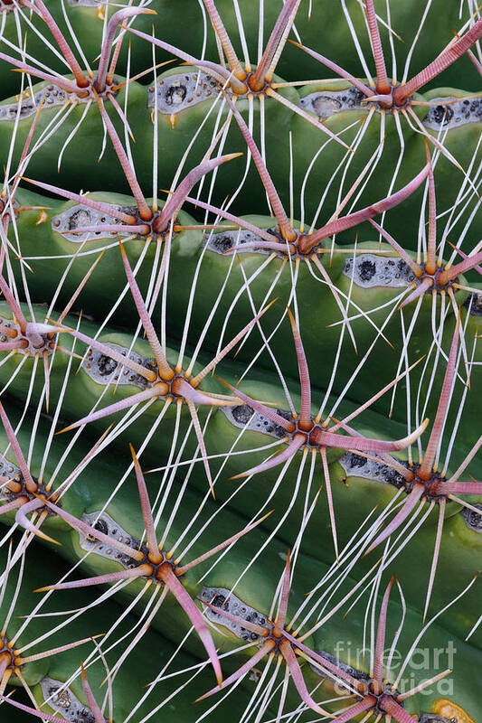Nature Poster featuring the photograph Fishhook Barrel Cactus by John Shaw