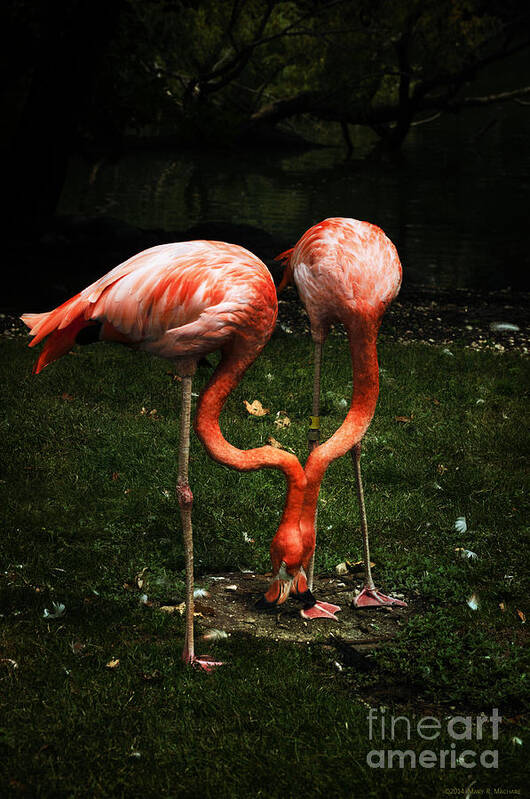 Flamingo Mirrored Poster featuring the photograph Flamingo Mirrored by Mary Machare