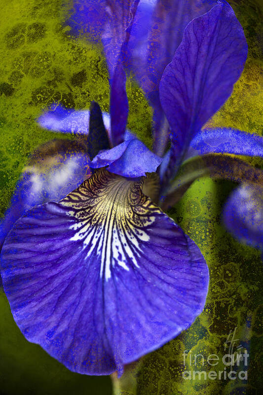 Iris Flower Poster featuring the photograph Fleur-de-lis by Heiko Koehrer-Wagner