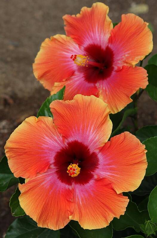 Hibiscus Poster featuring the photograph Floral Beauty 2 by Christy Pooschke