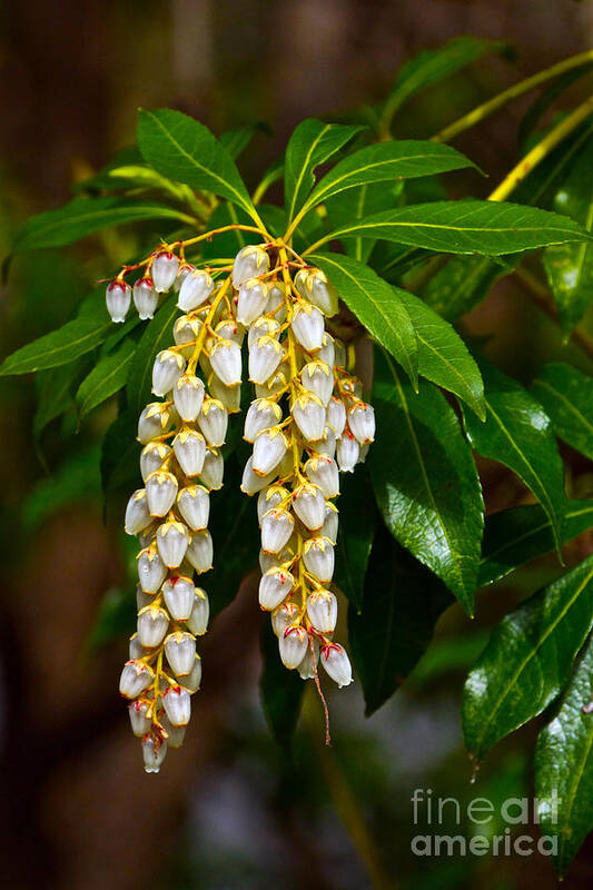 Pieris Japonica Poster featuring the photograph Floral Hanging Lanterns from Japan by Byron Varvarigos