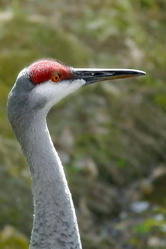 Sandhill Poster featuring the photograph Florida Sandhill Crane by Alexandra Till