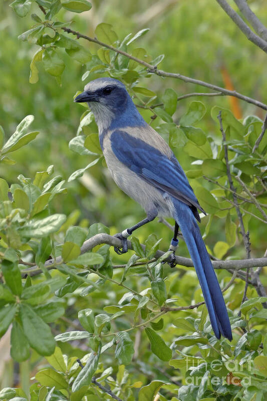Florida Poster featuring the photograph Florida Scrub Jay by Ules Barnwell