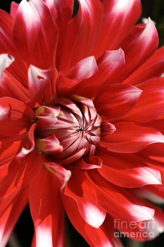Fire And Ice Poster featuring the photograph Flower- Dahlia-red-white by Joy Watson