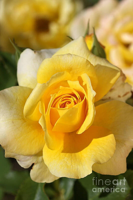 Floribunda Rose Poster featuring the photograph Flower-yellow Rose-delight by Joy Watson