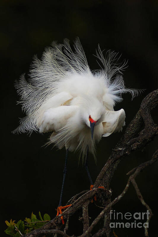 White Poster featuring the photograph Fluffed Snowy Egret by Jane Axman
