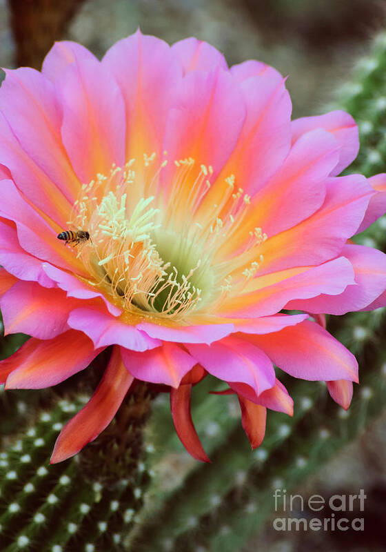 Pink Cactus Flower Poster featuring the photograph Flying Saucer I by Tamara Becker