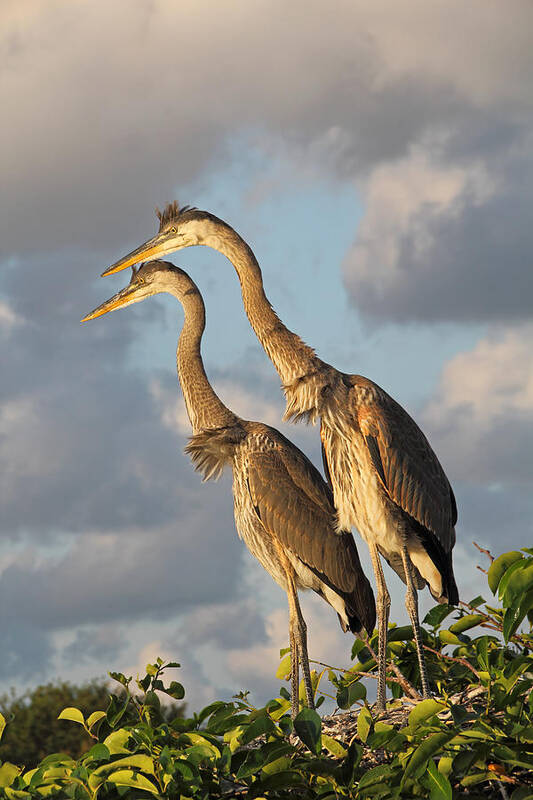 Great Blue Herons Poster featuring the photograph Focused Attention by Theo O Connor