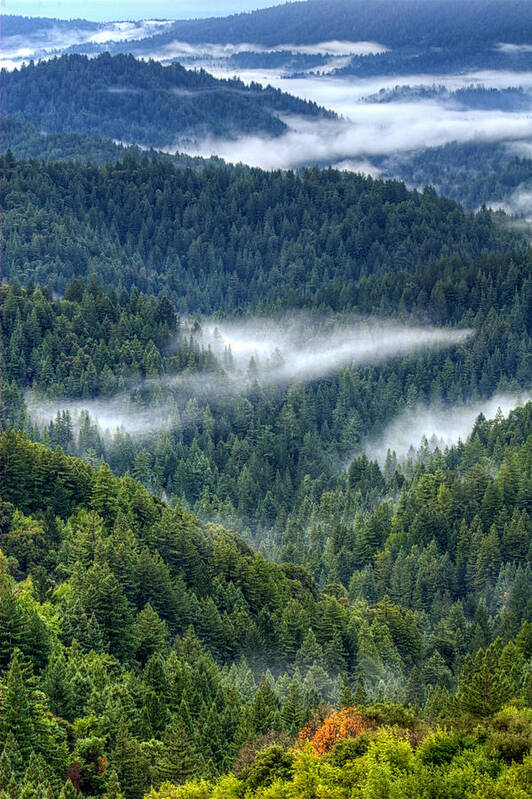Santa Cruz Mountains Poster featuring the photograph Fog in the Santa Cruz Mountains by Lisa Chorny