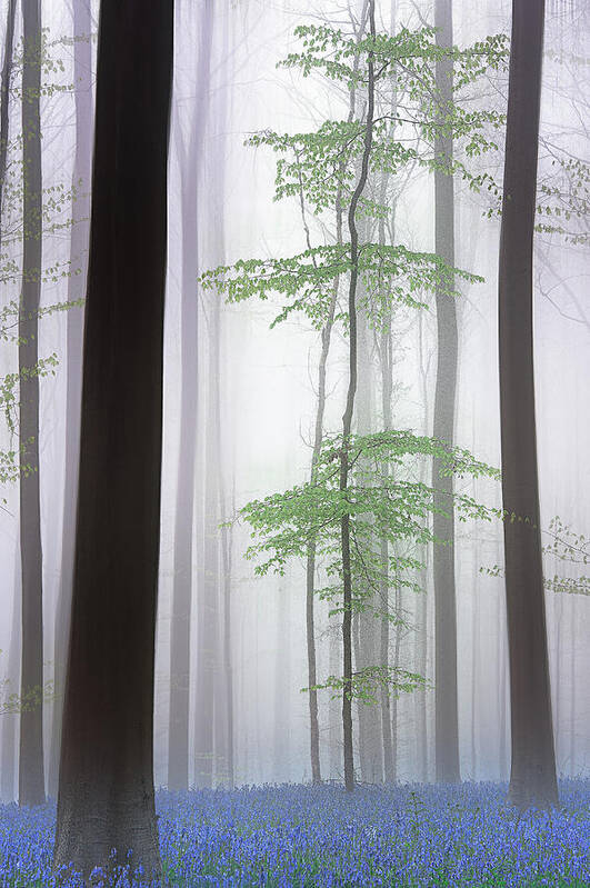 Blue Poster featuring the photograph Foggy Forest .... by Piet Haaksma