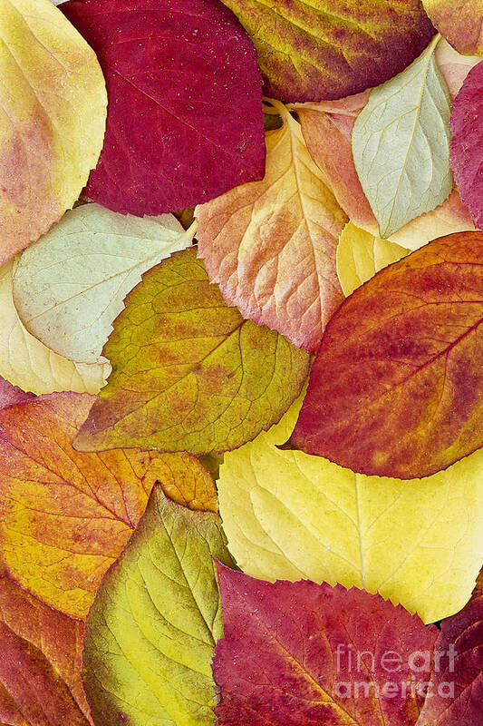 Fall Poster featuring the photograph Foliage Quilt by Alan L Graham
